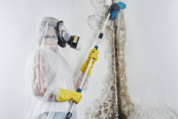 Best Home Mold Removal  in Chinook, MT
