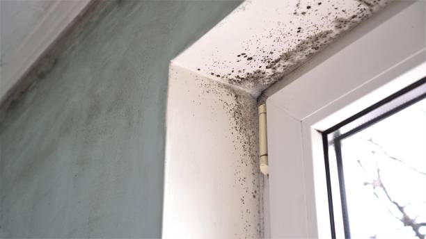 Best Professional Mold Removal  in Chinook, MT