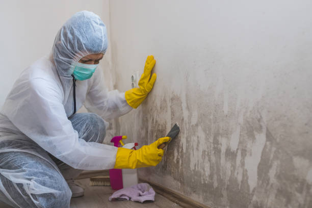 Best Toxic Mold Removal  in Chinook, MT