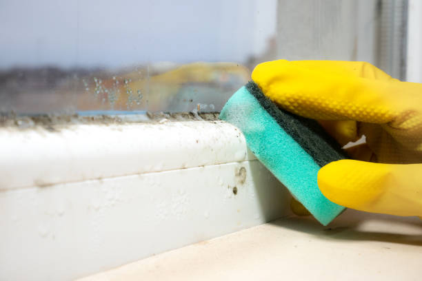 Certified Mold Removal in Chinook, MT