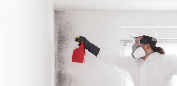 Best Toxic Mold Removal  in Chinook, MT