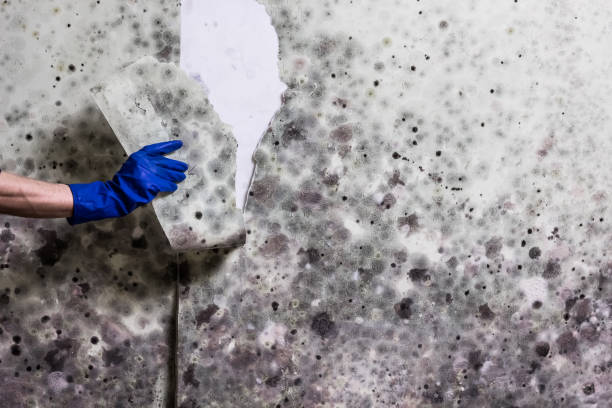 Best Water Damage Restoration  in Chinook, MT