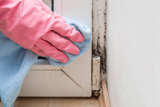 Best Emergency Mold Removal  in Chinook, MT