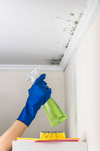 Chinook, MT Mold Removal Company