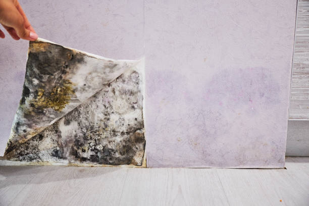 Best Attic Mold Removal  in Chinook, MT